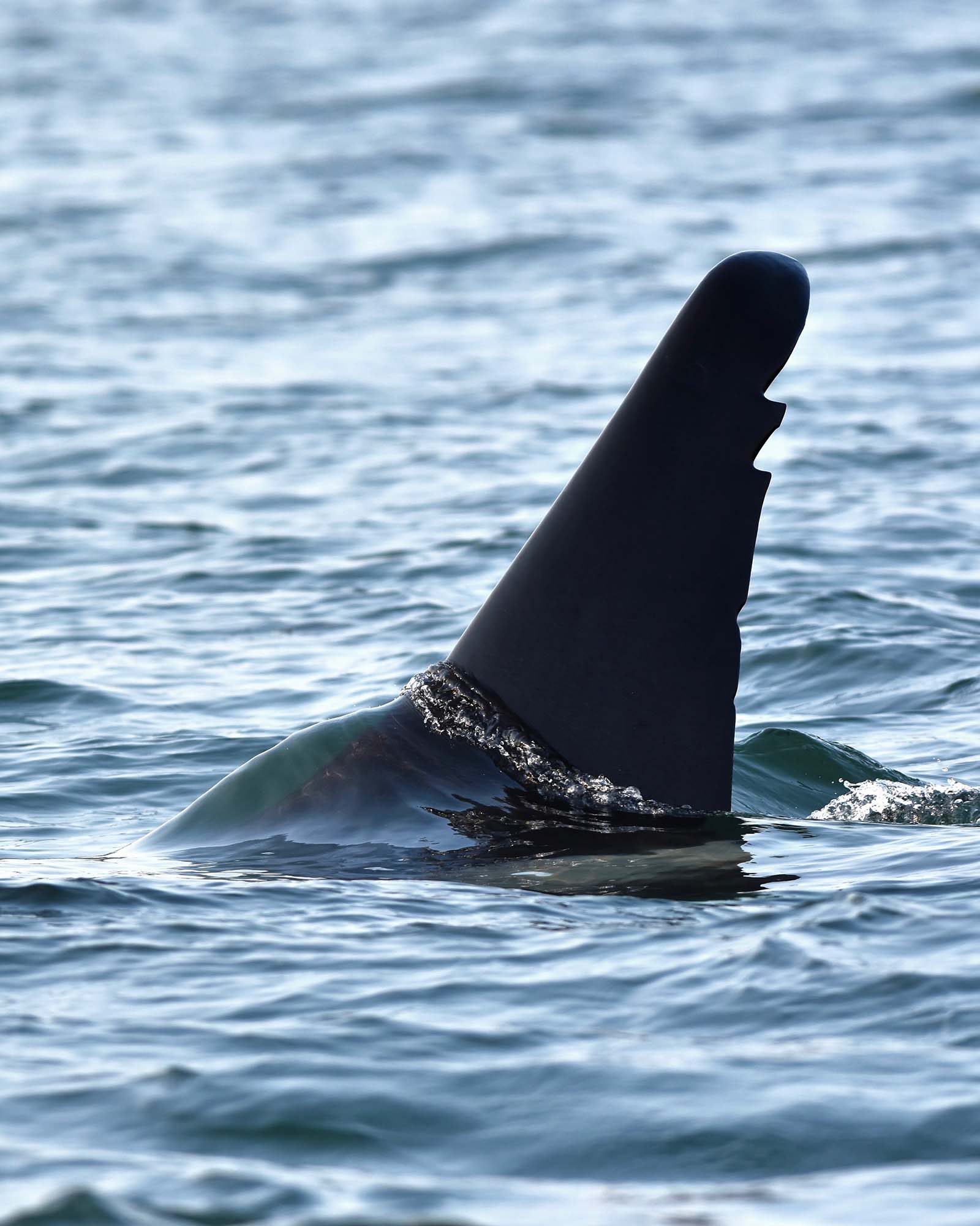 T46s | Bigg's (Transient) Killer Whales